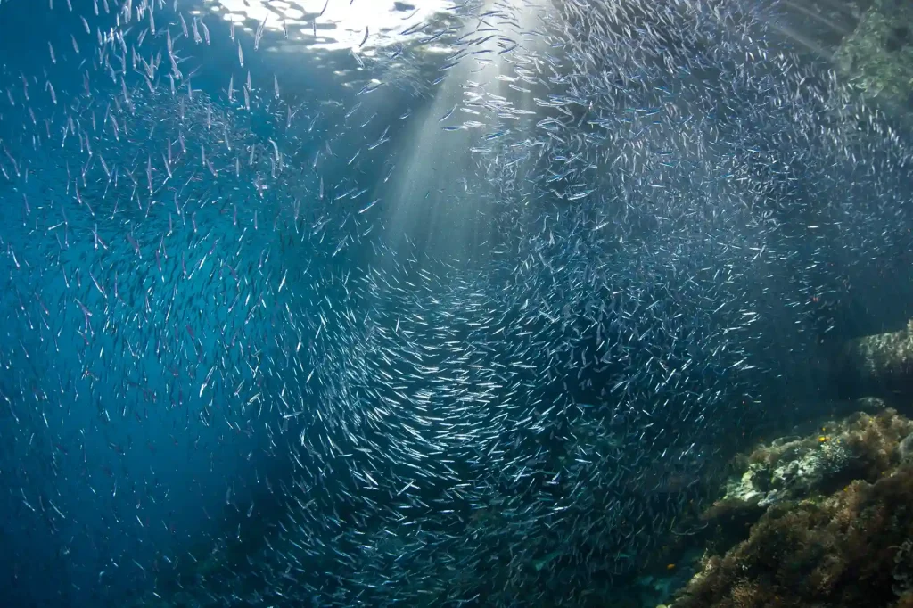 Komodo Weather and Sea Conditions Month by Month