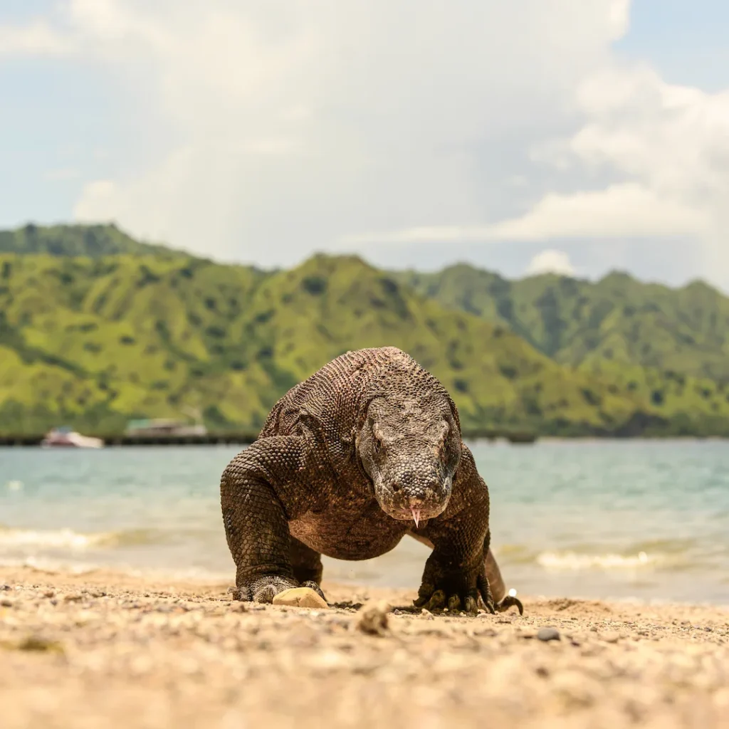 Seeing Komodo Dragons on a Riley Phinisi Boat Tour