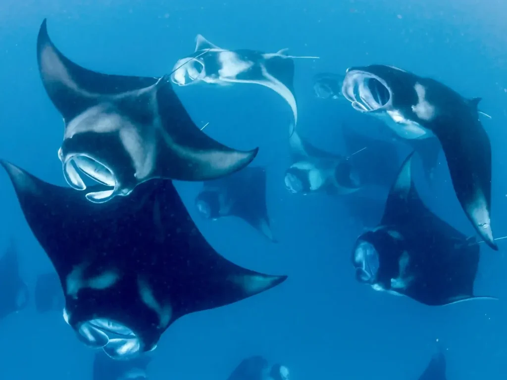 Diving and Freediving in Komodo from a Private Charter Phinisi